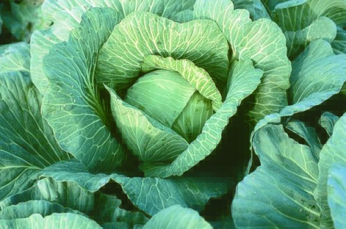  Cabbage Lennox F1
