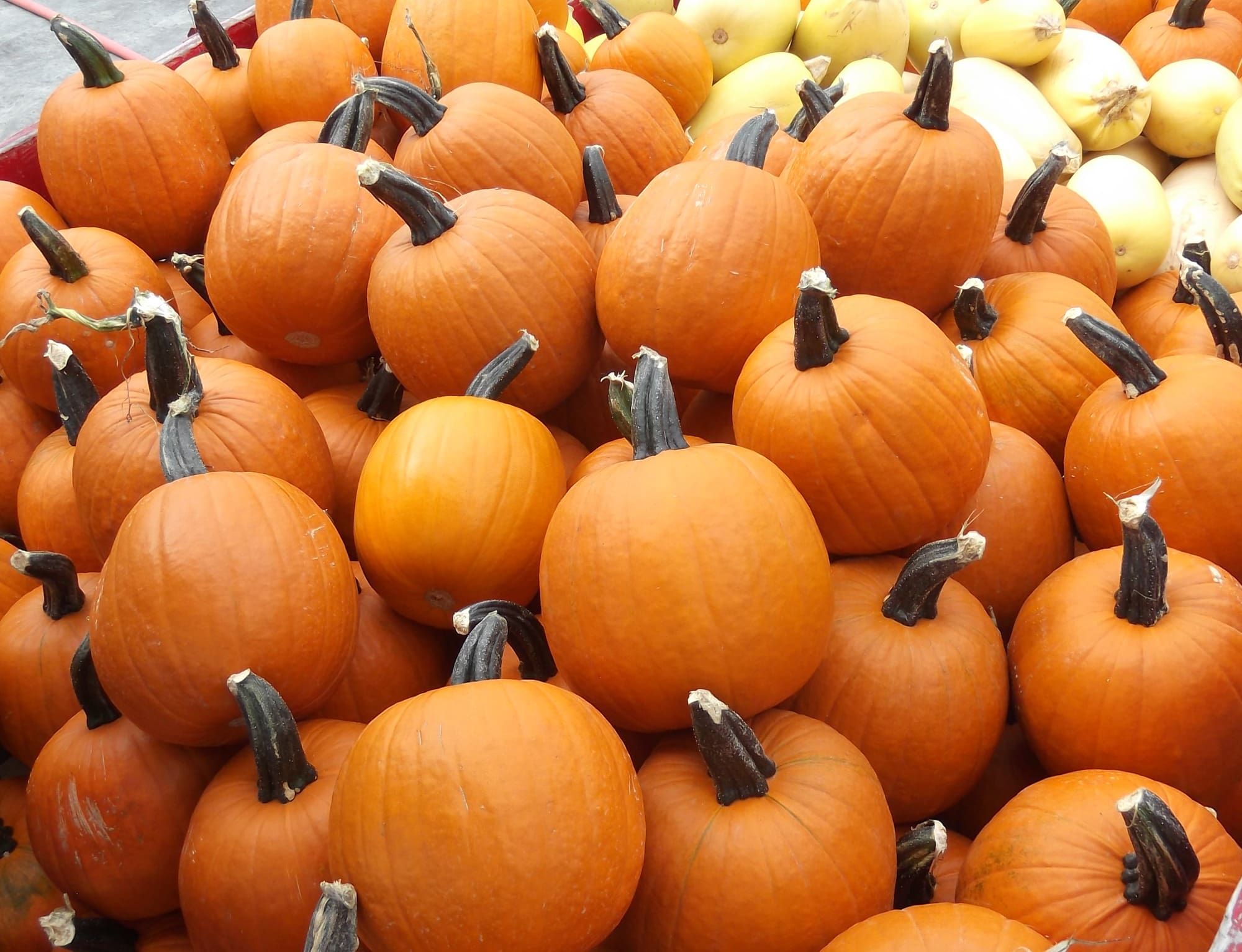 Pumpkin Small Sugar