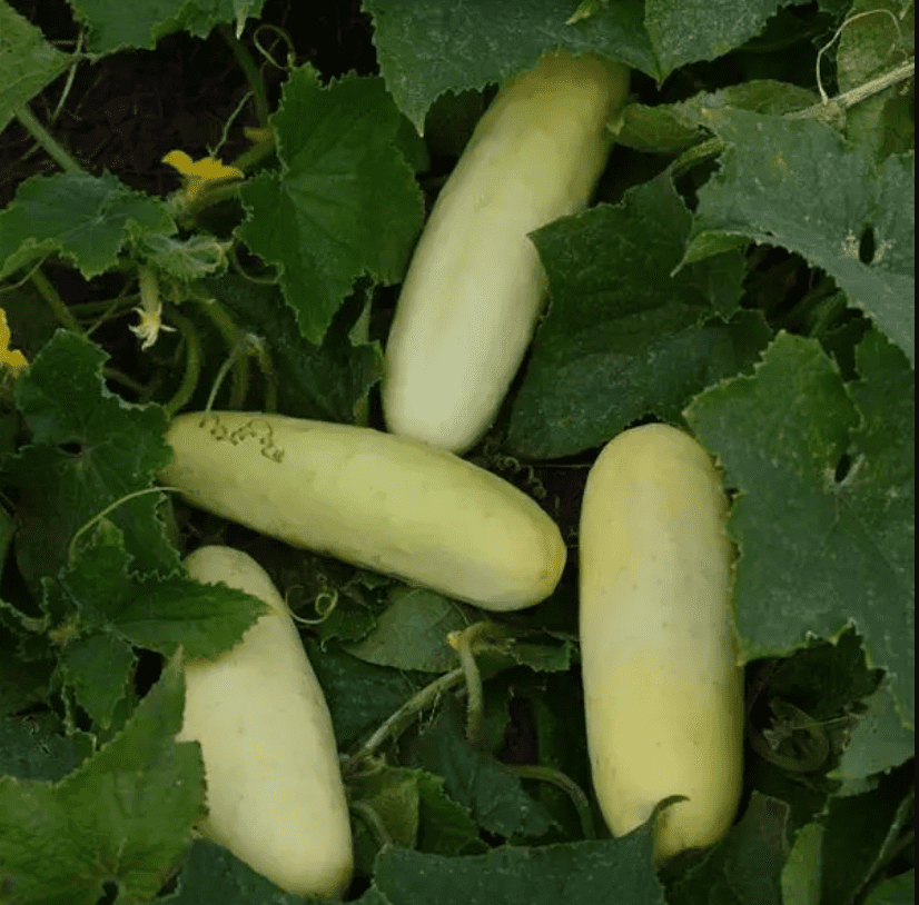 Cucumber Martini White F1