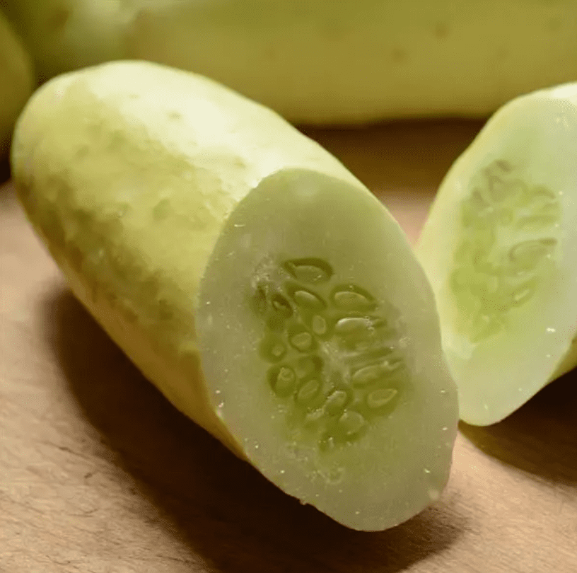 Cucumber Martini White F1 - Image 2