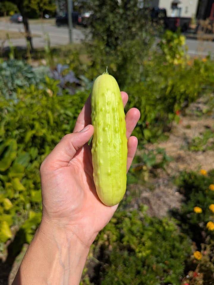 Cucumber Martini White F1 - Image 3