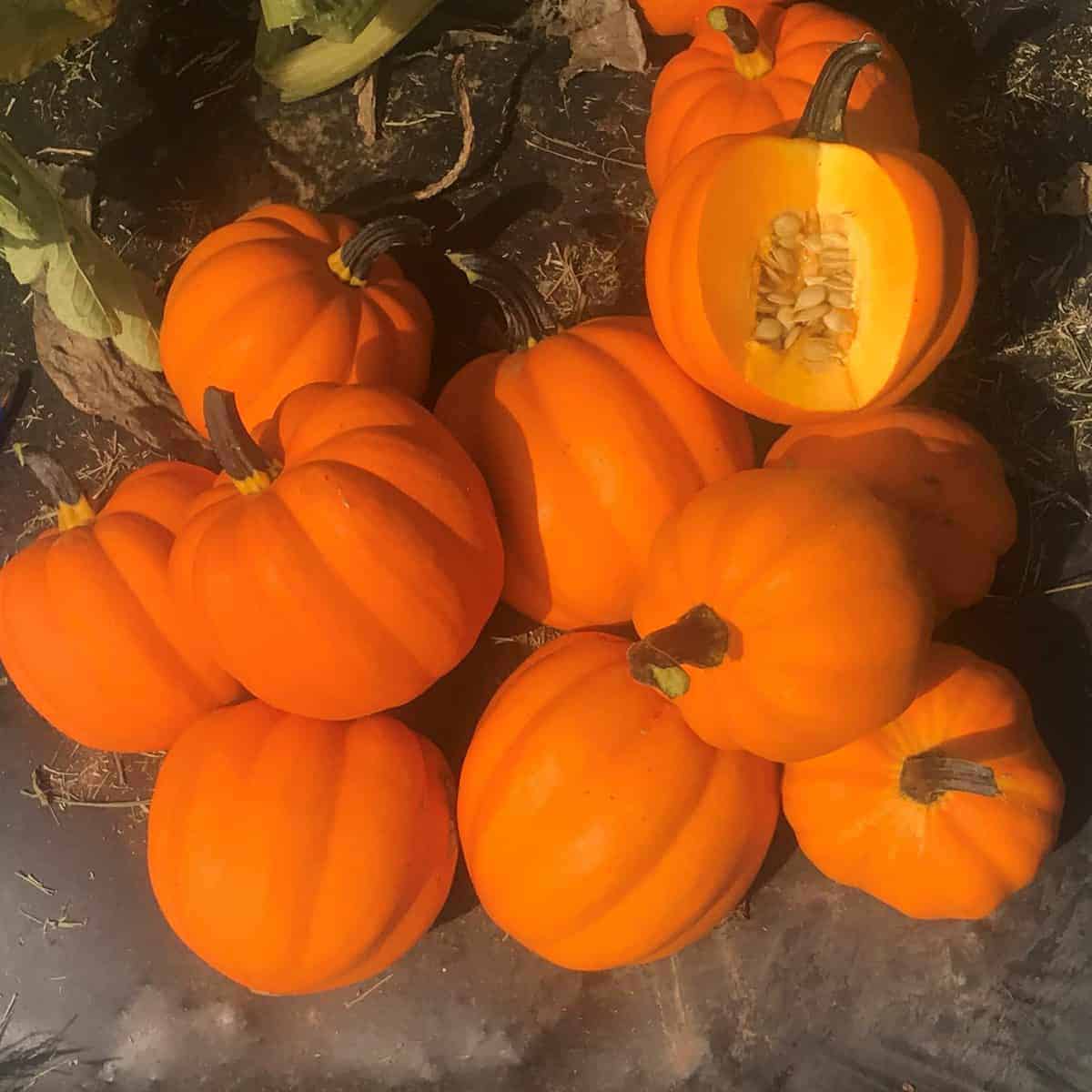 Squash Goldilocks F1 Orange - Image 2