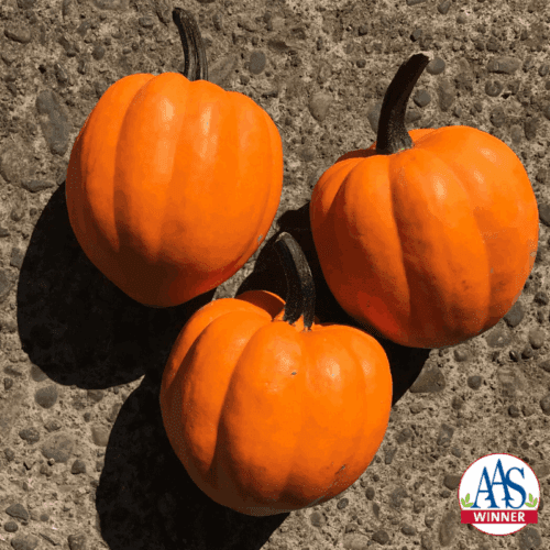  Squash Goldilocks F1 Orange