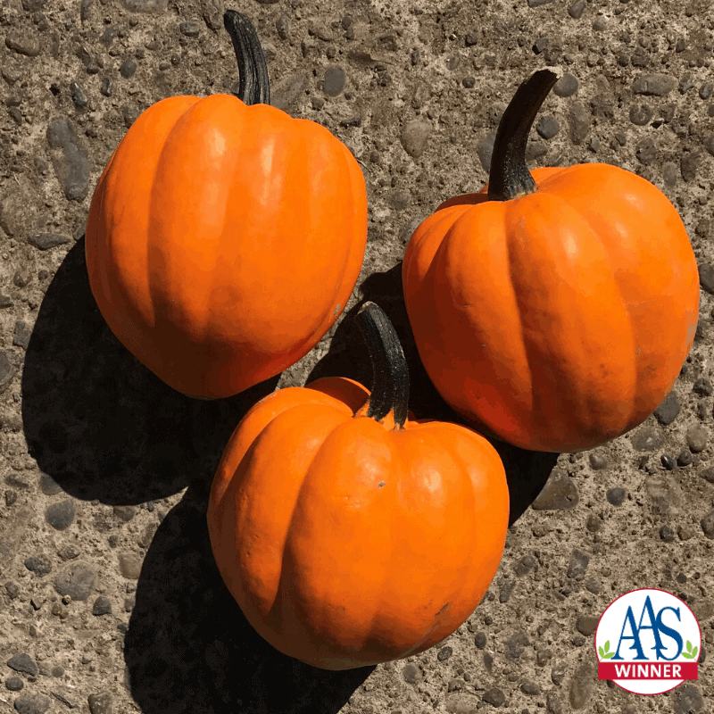 Squash Goldilocks F1 Orange