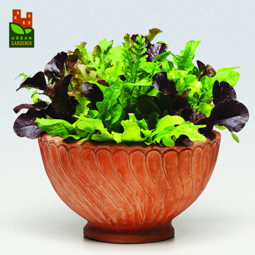  Lettuce SimplySalad Alfresco