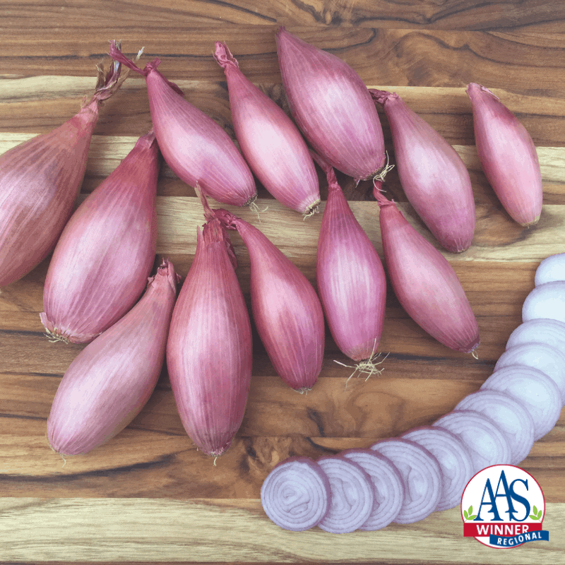 Echalion Creme Brulee F1