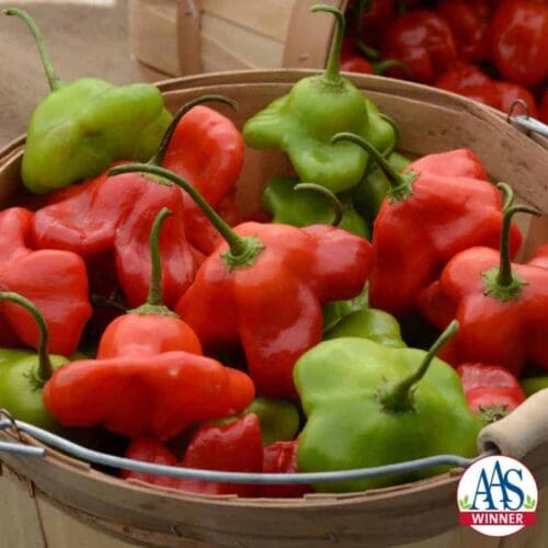  Sweet Pepper Mad Hatter F1