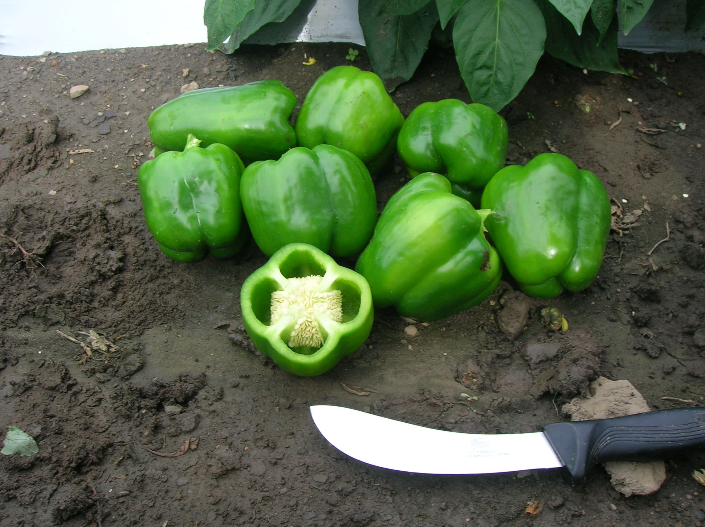 Sweet Pepper Greenbell Green F1 - Image 2