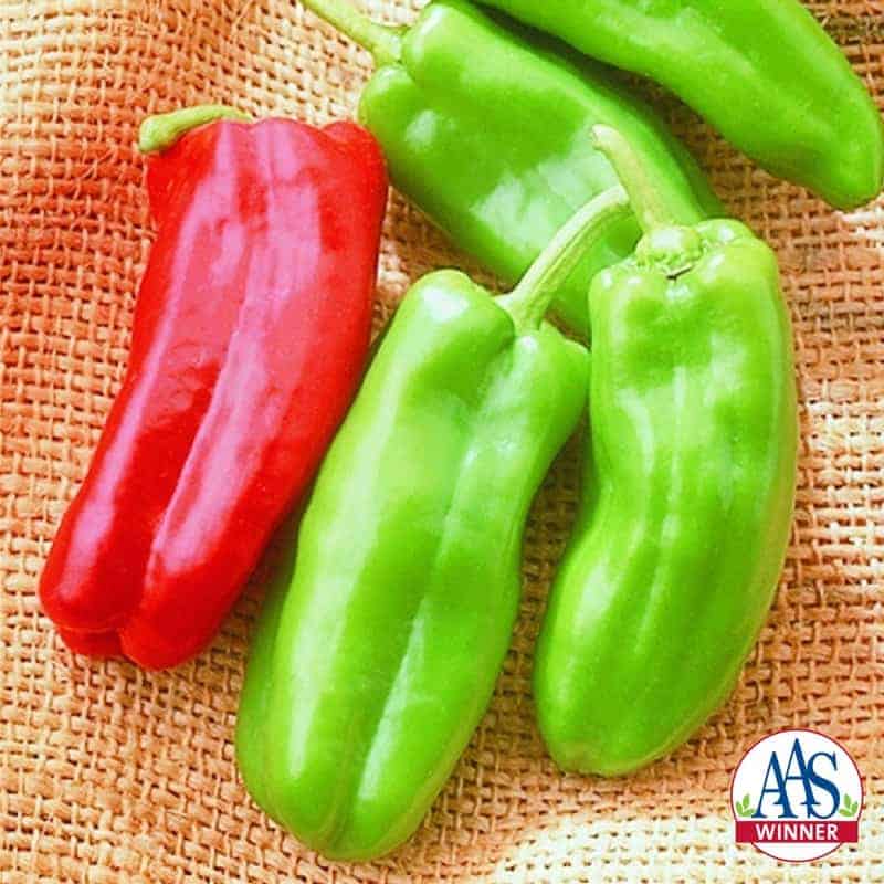 Sweet Pepper Giant Marconi F1