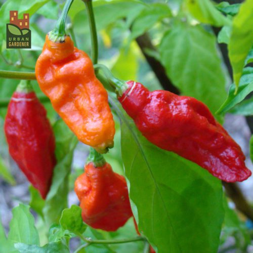  Pepper-Hot Bhut Jolokia