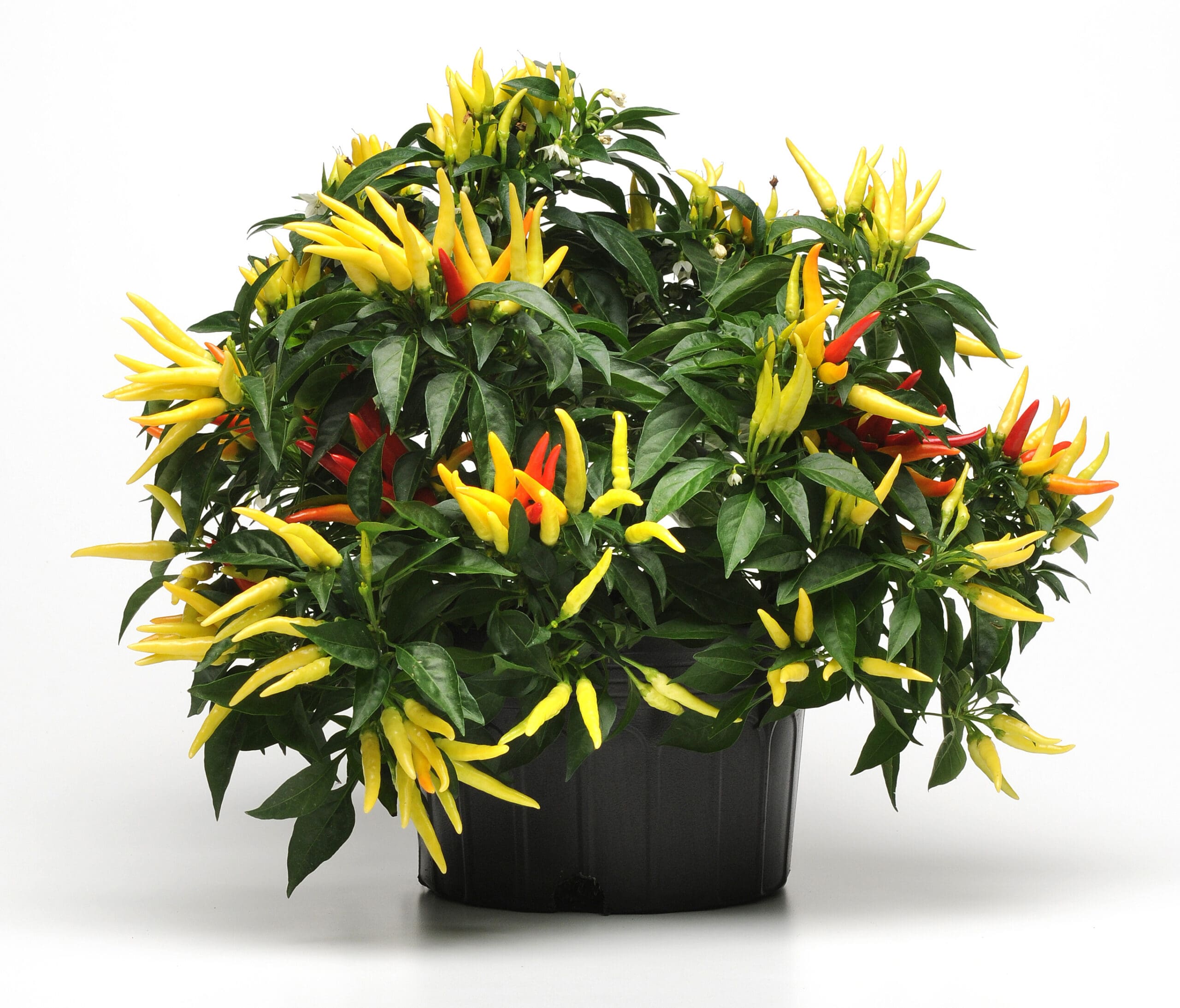 Pepper-Hot Chilly Chili F1 - Image 3