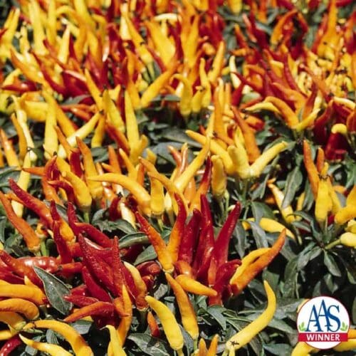  Pepper-Hot Chilly Chili F1