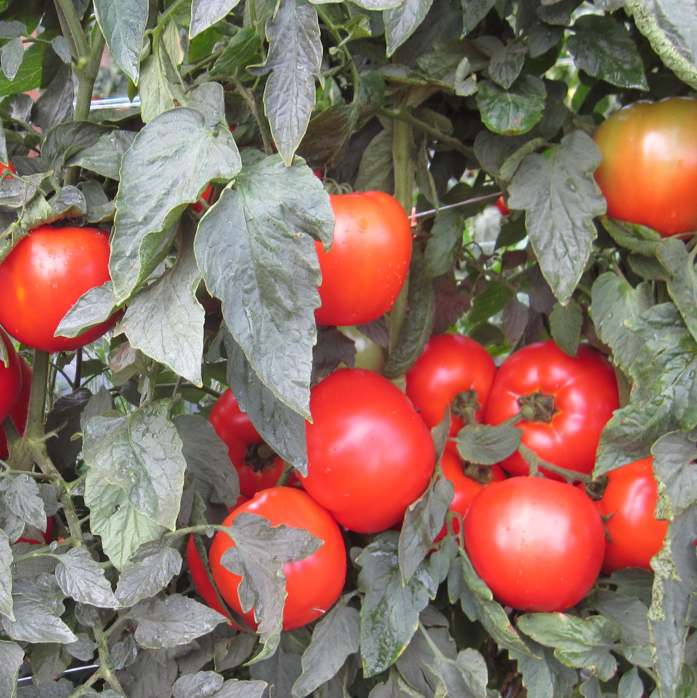 Tomato Mountain Merit F1 - Image 3