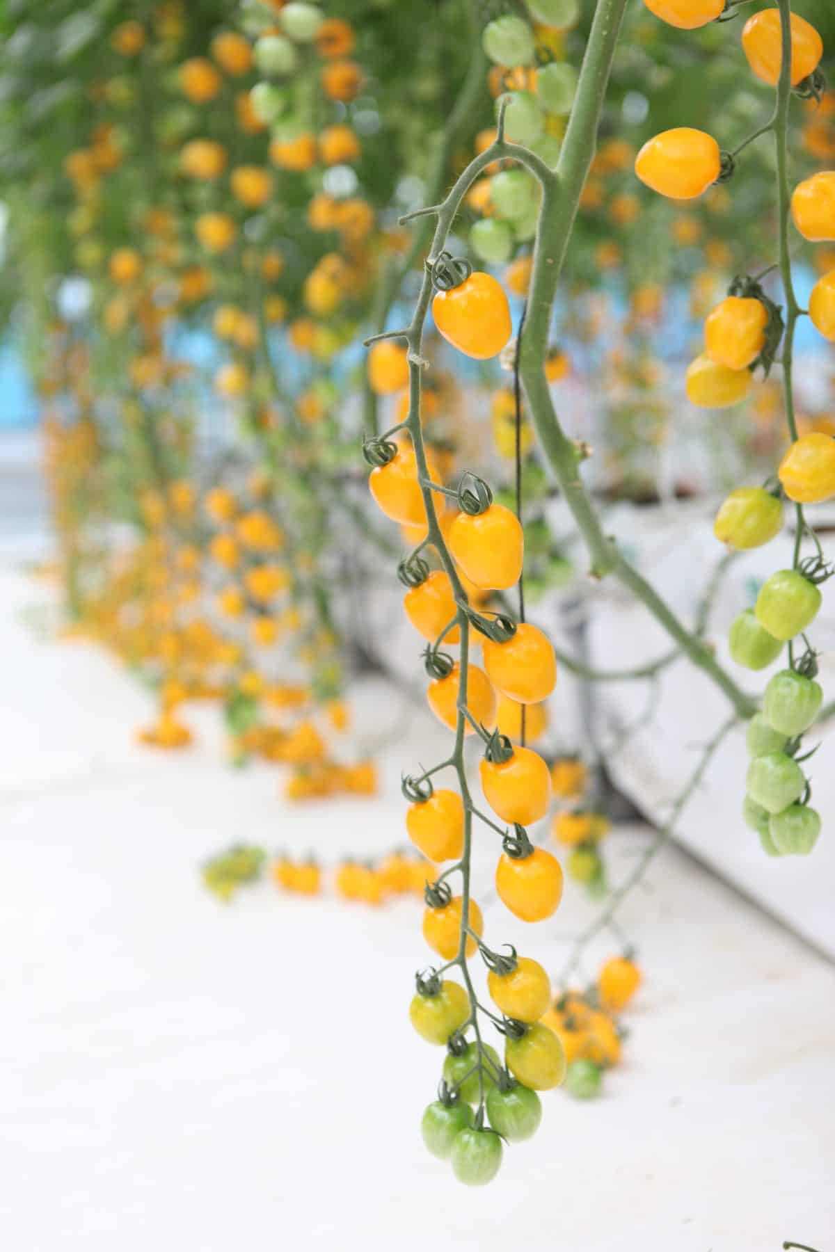 Tomato Apple Yellow F1 - Image 2