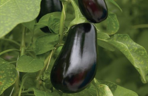  Greenhouse Eggplant Scorpio F1