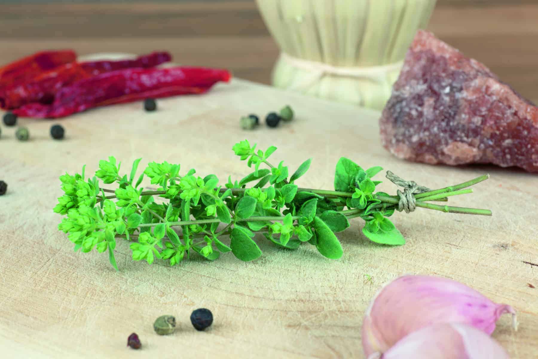 Oregano Cleopatra - Image 2