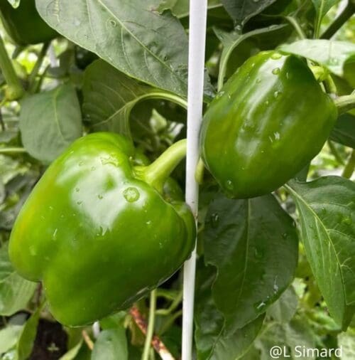  Sweet Pepper Greenbell Green F1