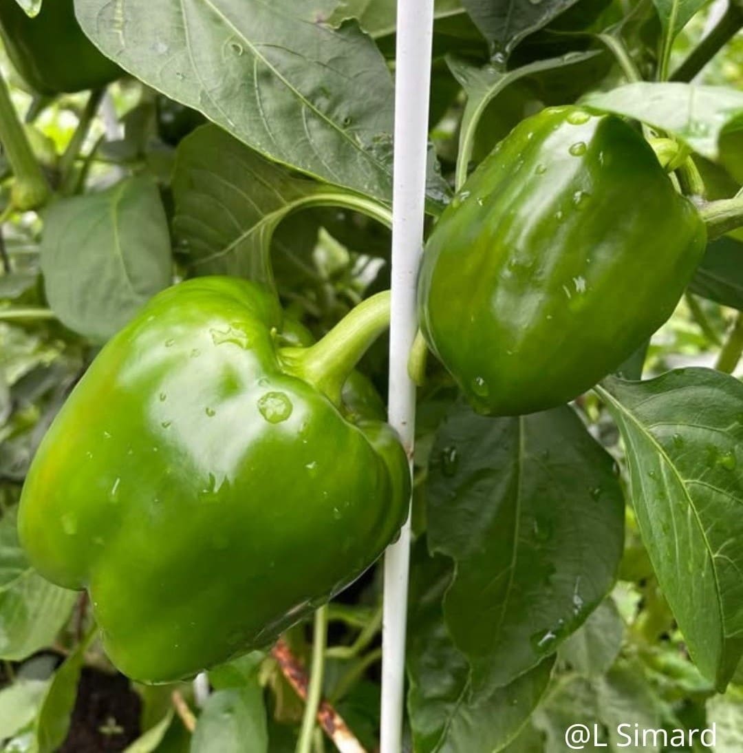 Sweet Pepper Greenbell Green F1