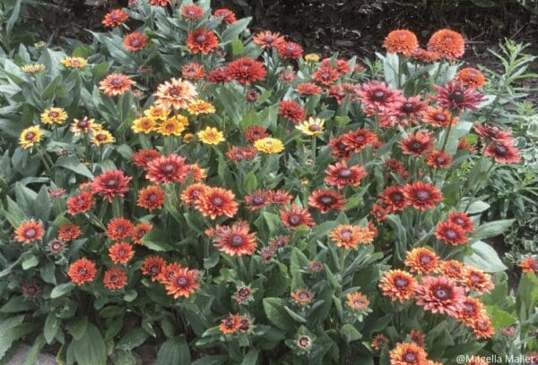 Gloriosa Daisy Sahara - Image 2