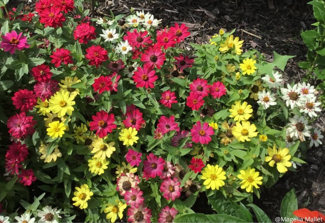 Zinnia Zahara® Mix - Image 2