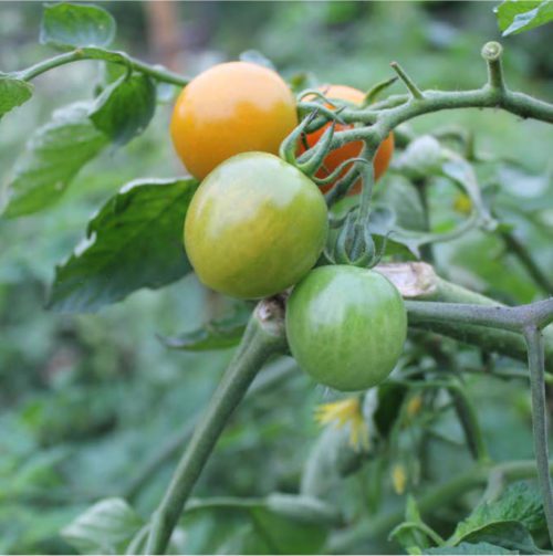  Tomato Orangeto F1