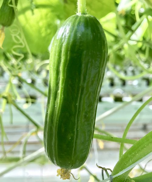  Greenhouse Cucumber DR7109CB F1 Mini