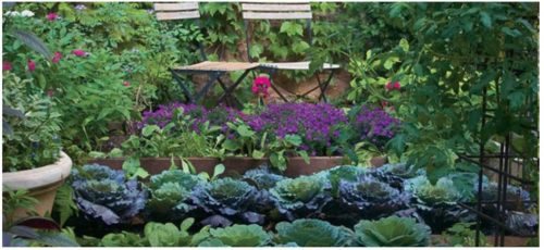 Homemade Insecticides Recipes