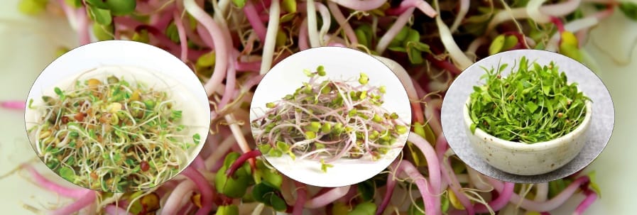 Sprouts/Microgreens Lentils green