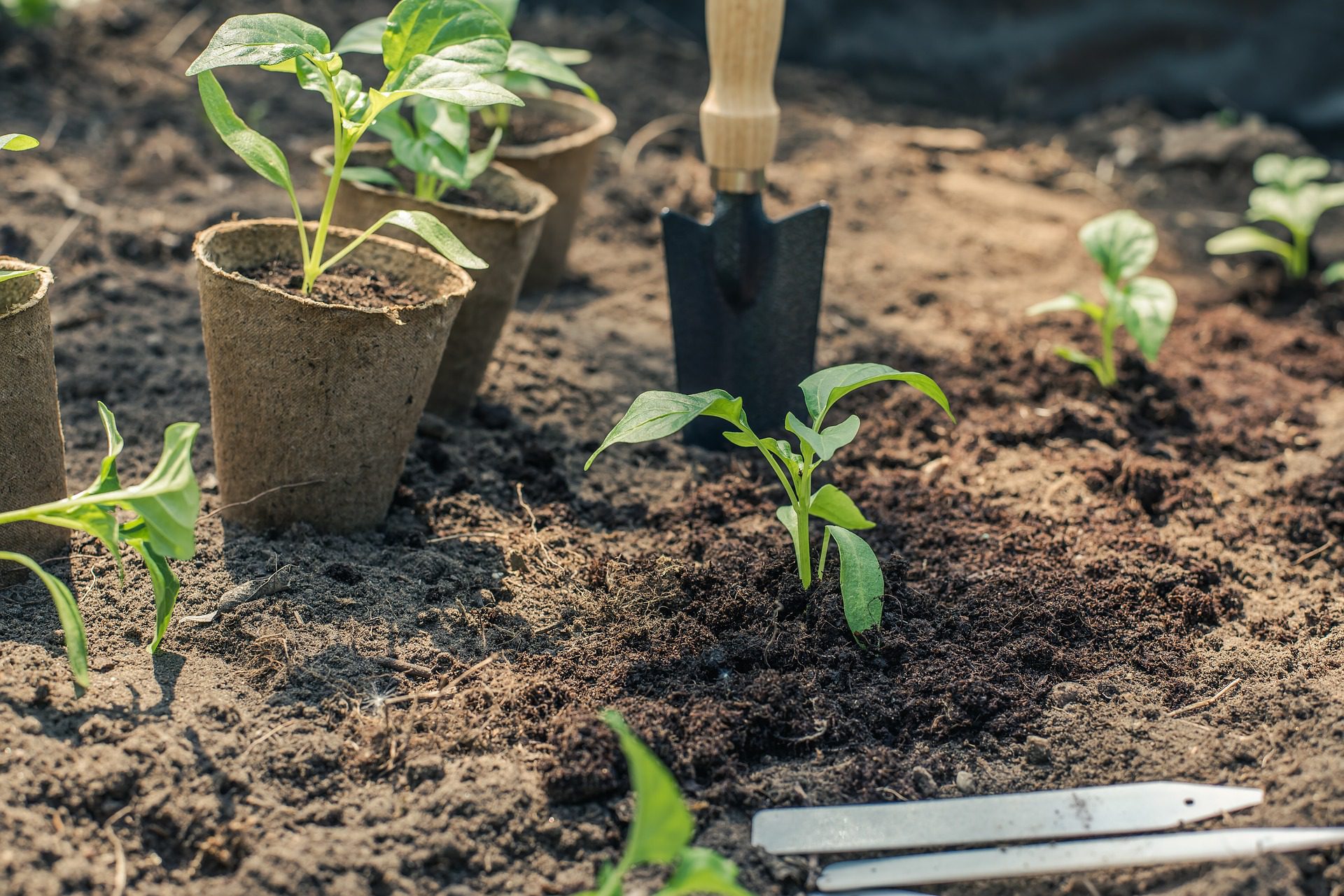 Tranplanting Seedlings