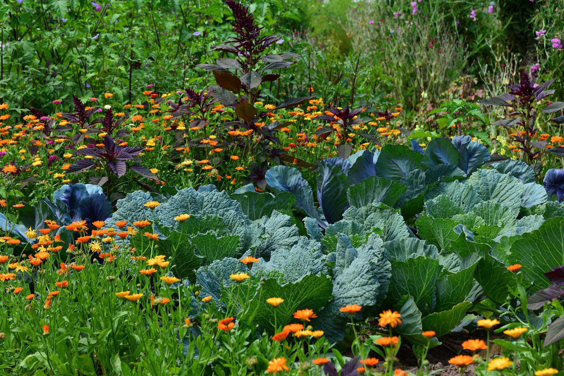 Image of Snapdragons and beans companion vegetables