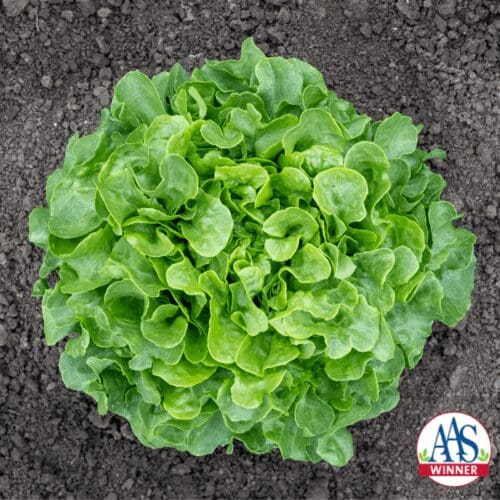  Oakleaf Lettuce Bauer