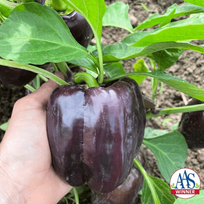 Sweet Pepper Dragonfly F1