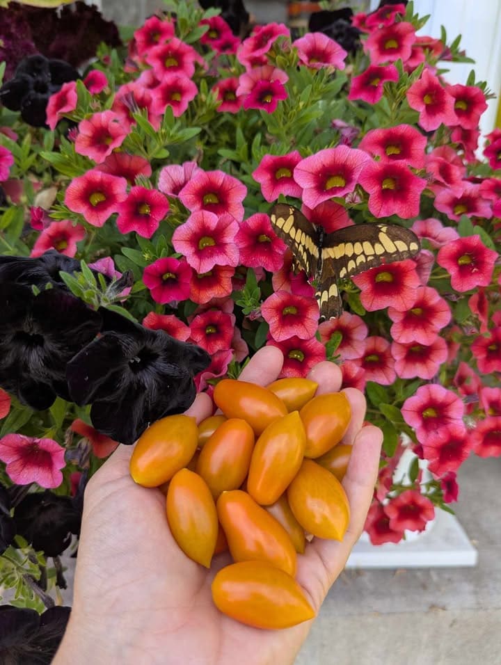 Tomato Sun Dipper F1 - Image 4