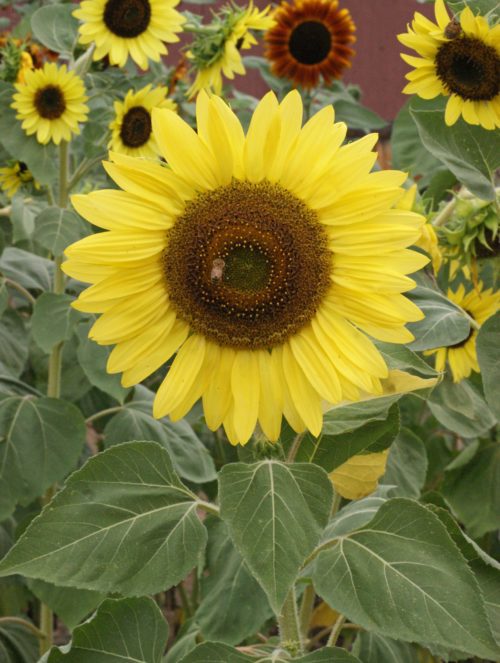  Sunflower Lemon Queen