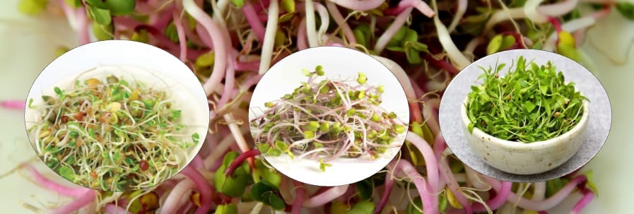 A Garden In Your Kitchen