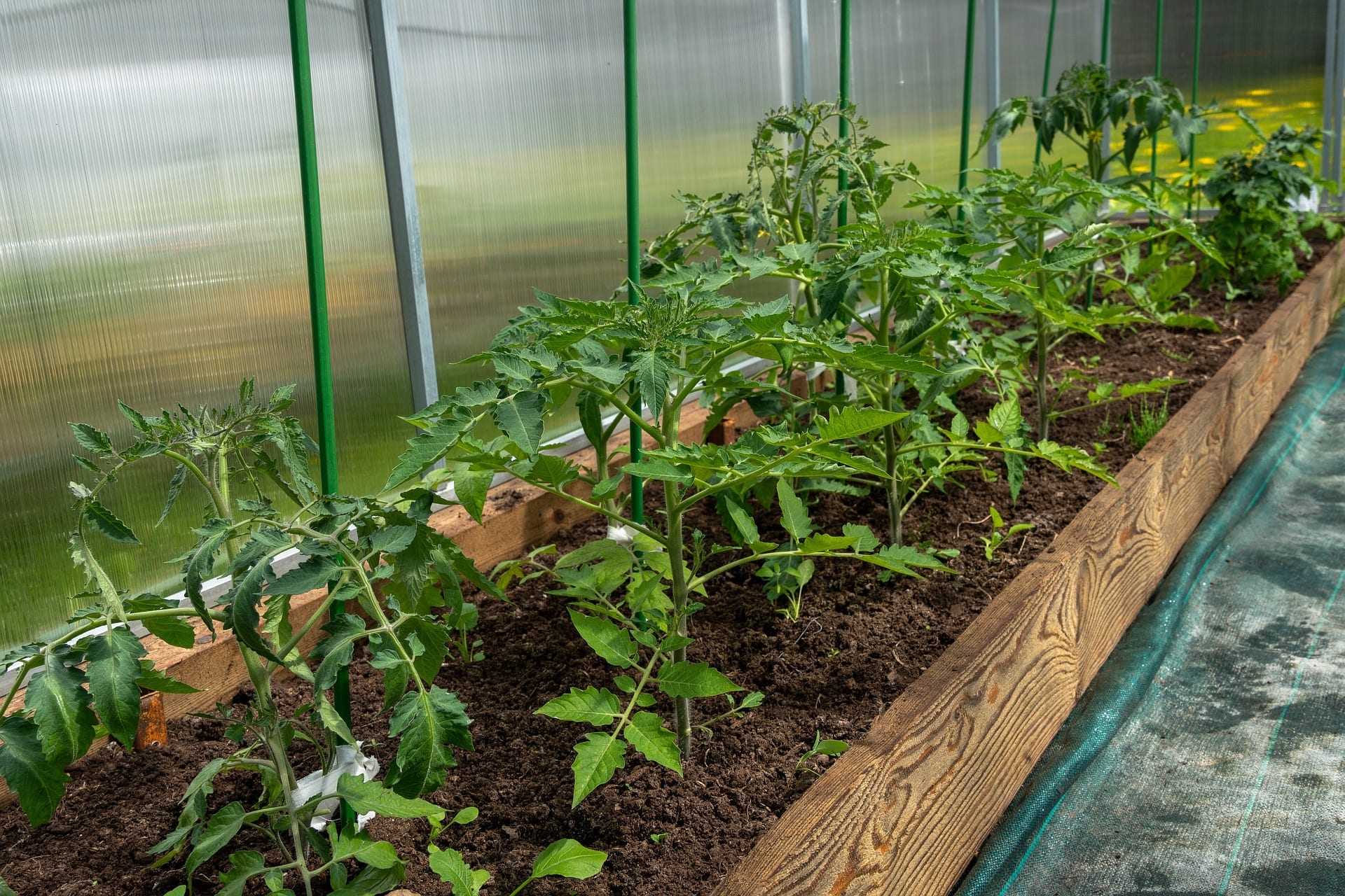 Greenhouse Tomato DR0603TC F1