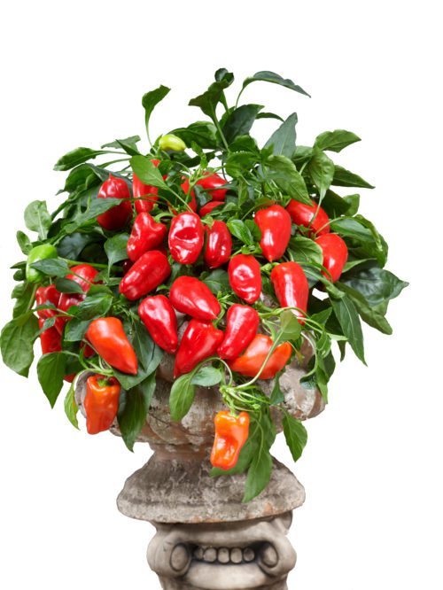  Sweet Pepper Peppers from Heaven Red F1