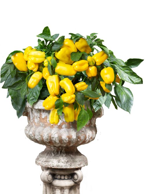  Sweet Pepper Peppers from Heaven Yellow F1