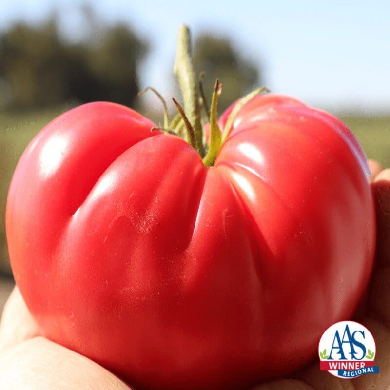 Tomato Pink Delicious F1