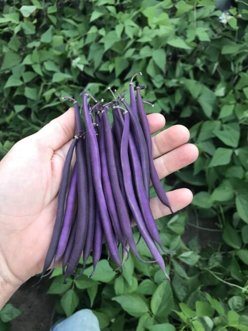  Bush bean Celine Purple