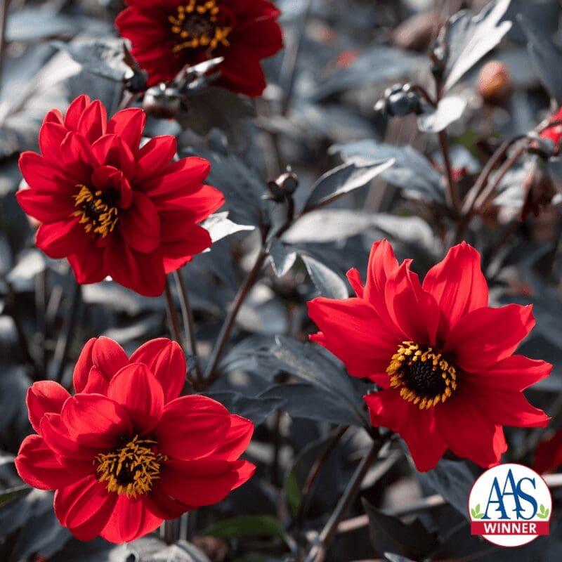 Dahlia Black Forest™ Ruby