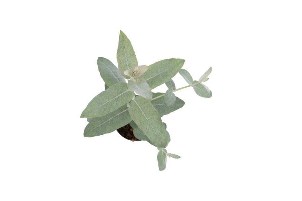 Perron Tree Gum Tree Styx | W.H. Perron