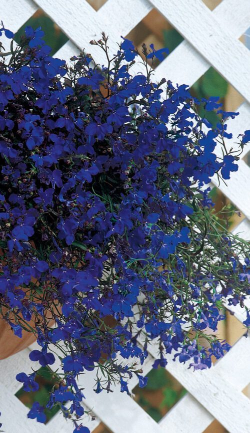  Lobelia Regatta Midnight Blue