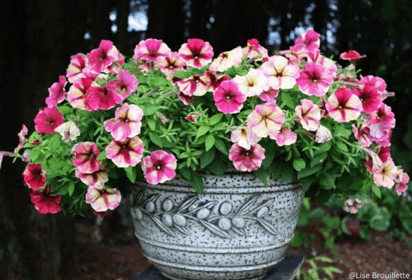 Petunia Shake™ Raspberry F1 - Image 2