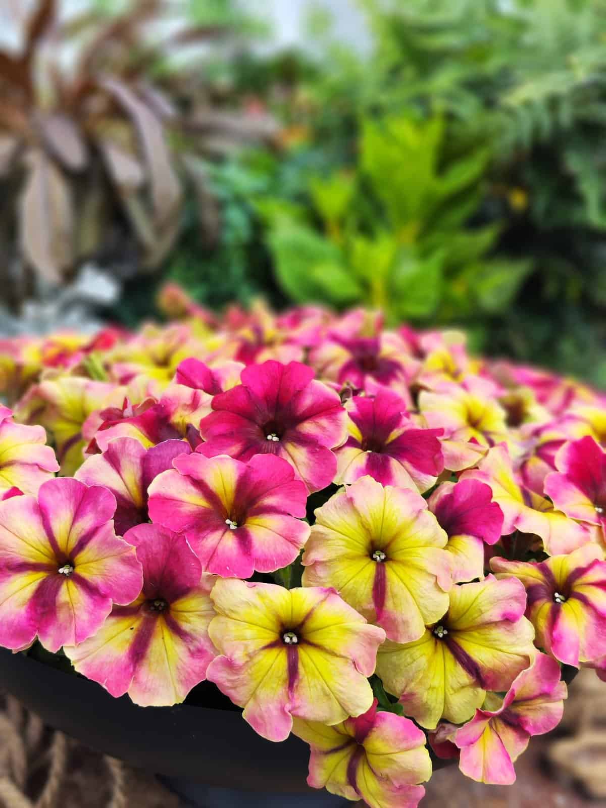 Petunia Shake™ Raspberry F1 - Image 3