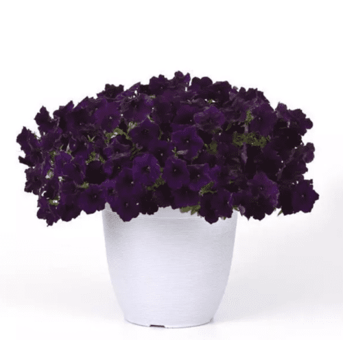  Petunia Easy Wave® Navy Velour F1