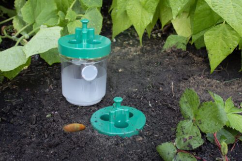  Set of 2 slug traps