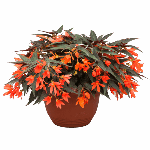  Begonia Bossa Nova™ Night Fever Papaya F1