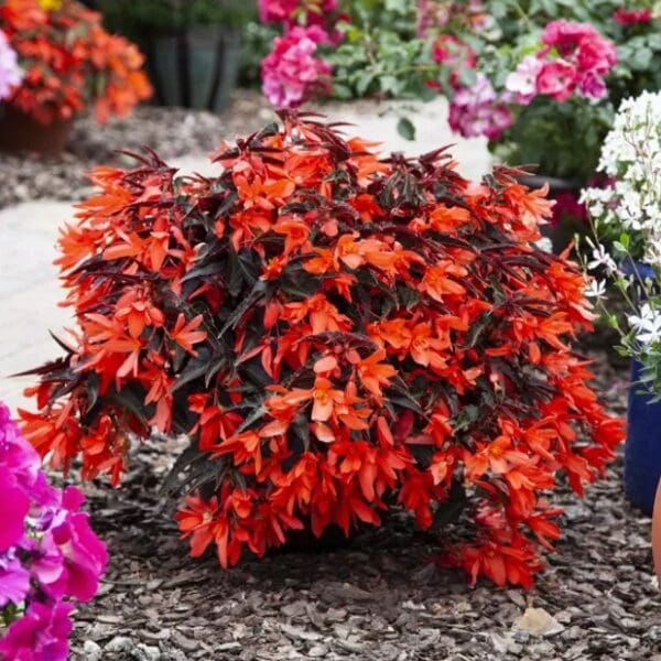 Begonia Bossa Nova™ Night Fever Papaya F1 - Image 2