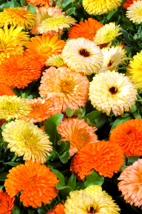  Calendula Bon Bon Mix